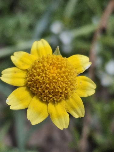 iNaturalist observation photo of Fremont's goldfields
