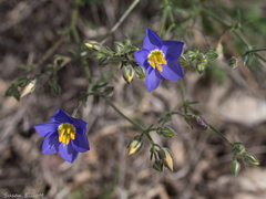 Giliastrum rigidulum