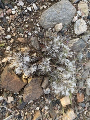 Dasyochloa