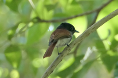 Terpsiphone bourbonnensis desolata