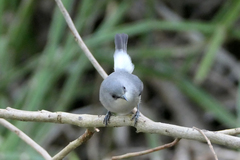 Zosterops mauritianus