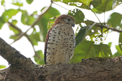 Falco punctatus