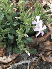 Silene caroliniana