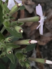 Silene caroliniana