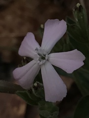 Silene caroliniana