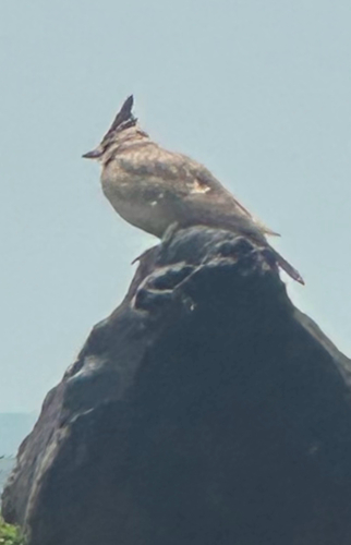 Crested Lark
