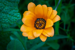 Dimorphotheca sinuata