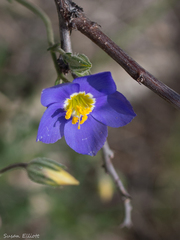 Giliastrum rigidulum