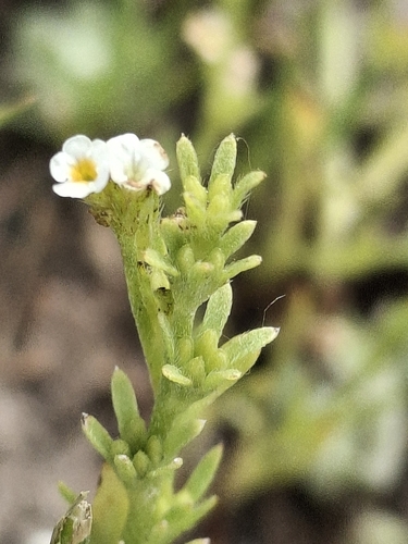 iNaturalist observation photo of stalked popcornflower