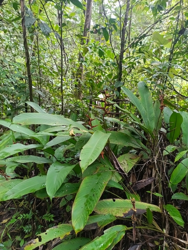 Heliconia acuminata, photograph 5