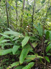 Heliconia acuminata, photograph (c) Guillaume Delaitre, some rights reserved (CC BY)