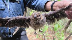 Antrostomus arizonae