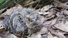 Antrostomus arizonae