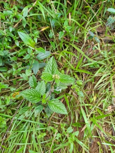 Hyptis atrorubens, photograph 3