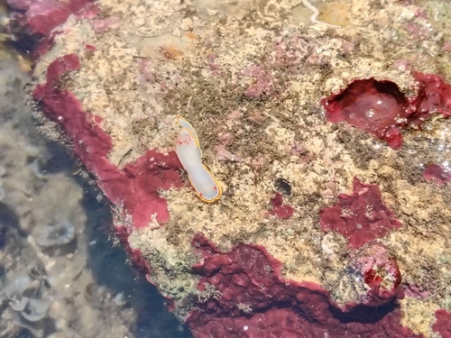 Red-tipped Sea Goddess (Chromolaichma sedna)