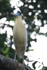 Pilherodius pileatus
