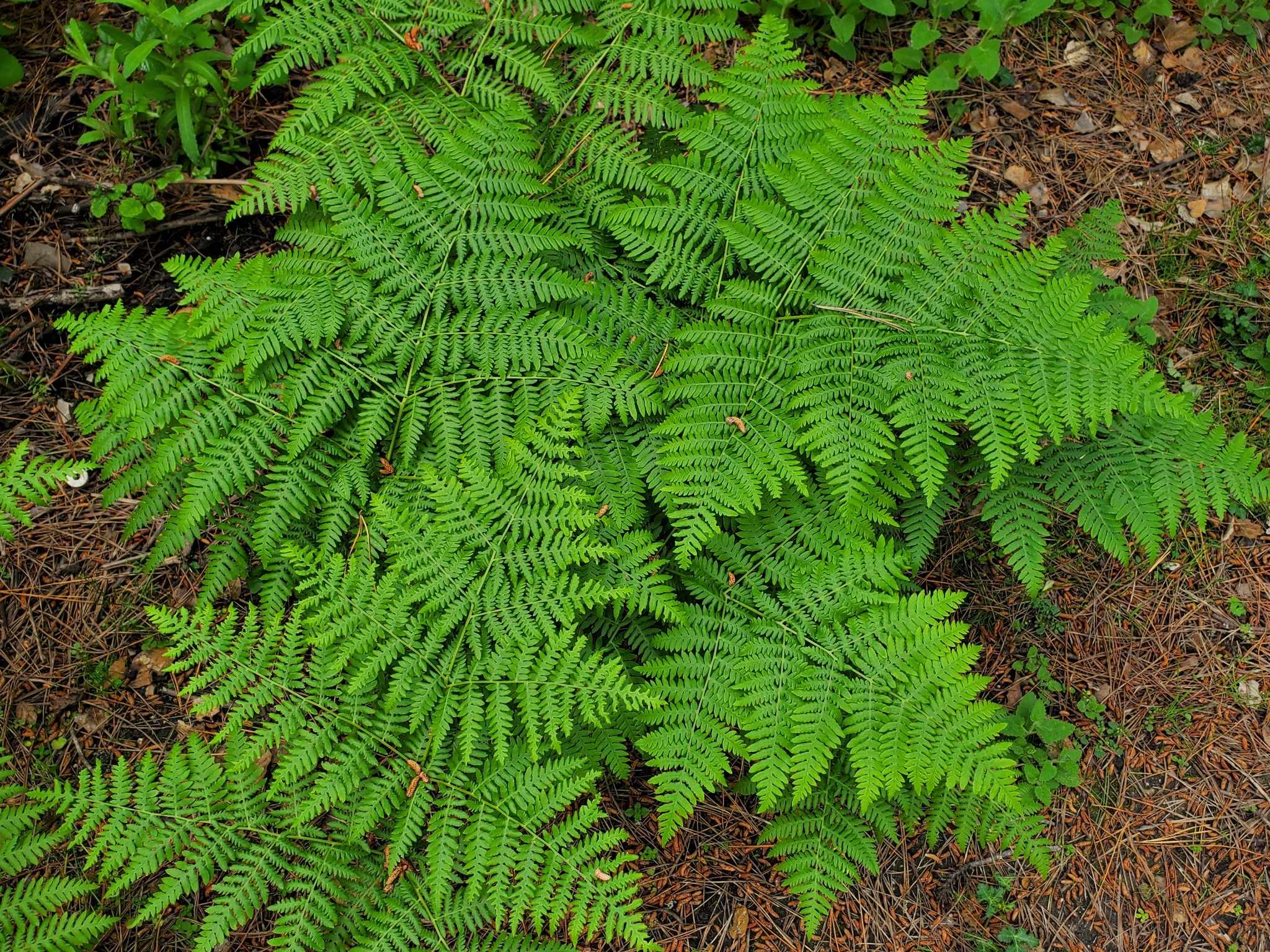 Pteridium Aquilinum Bracken Fern Pteridium Aquilinum Bracken Fern