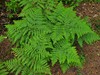 Hairy Brackenfern - Photo (c) c michael hogan, some rights reserved (CC BY-NC-SA), uploaded by c michael hogan