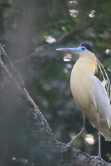 Pilherodius pileatus