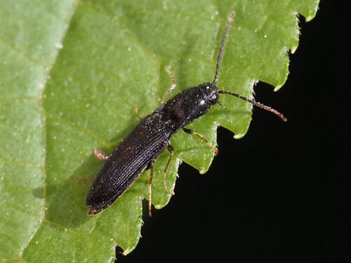 Procraerus tibialis