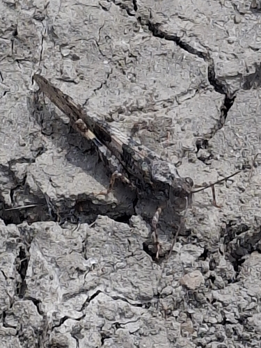 iNaturalist observation photo of Pallid-winged Grasshopper