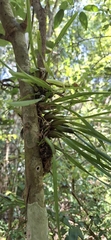 Nidema boothii, photograph (c) Fredy Gonzalez, some rights reserved (CC BY)
