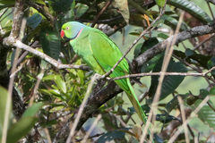 Psittacula eques echo