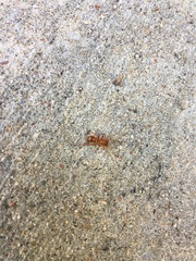 Castianeira trilineata