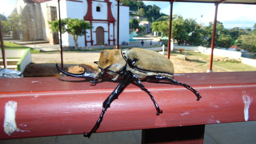 Elephant Beetle