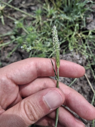 iNaturalist observation photo of Pacific foxtail