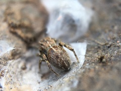 Attinella dorsata