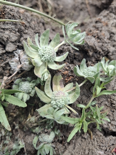 iNaturalist observation photo of low woolly marbles
