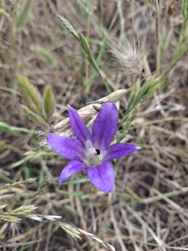 iNaturalist observation photo of Brodiaea elegans elegans