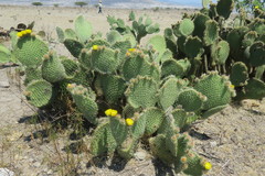 Opuntia huajuapensis