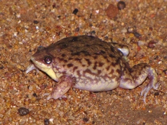 Hemisus marmoratus