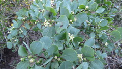 Lycium boerhaviifolium