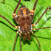 Phareicranaus calcariferus - Photo (c) Tom Murray, algunos derechos reservados (CC BY-NC), subido por Tom Murray