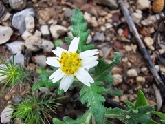 Melampodium cinereum