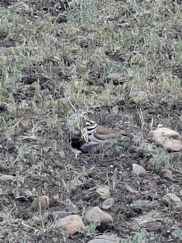 iNaturalist observation photo of Killdeer