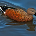 Red Shoveler - Photo (c) Mark Robinson, some rights reserved (CC BY)