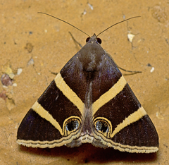 Grammodes ocellata