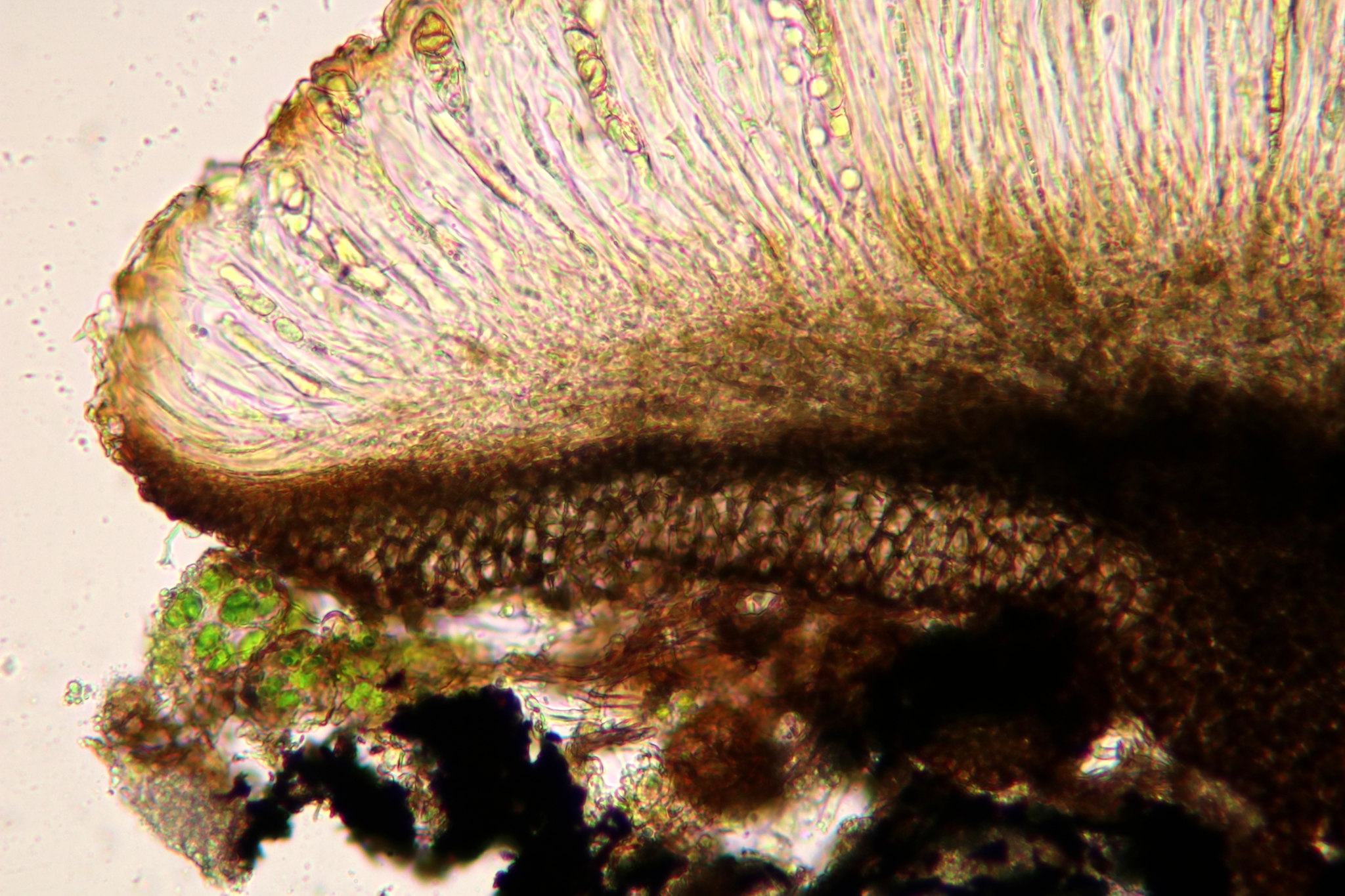 Placynthiella oligotropha image