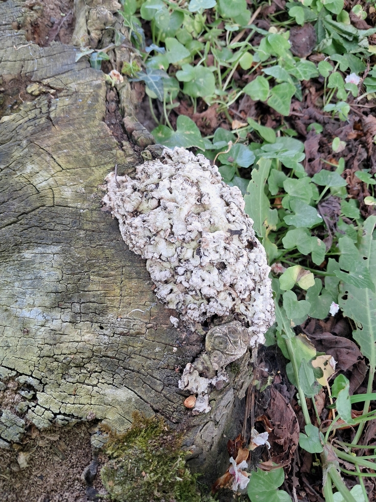 Chondrostereum purpureum · April 2026 · photo: © a-hill (iNaturalist, cc0)