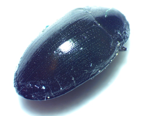 Hyporhagus punctulatus