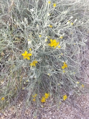 Psilostrophe cooperi