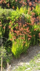 Chasmanthe floribunda