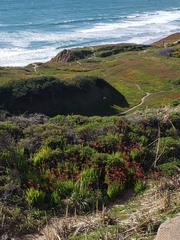 Chasmanthe floribunda