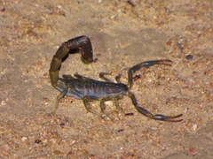 Uroplectes flavoviridis