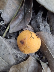 Brosimum alicastrum, photograph (c) Fredy Gonzalez, some rights reserved (CC BY)