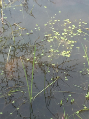 Callitriche marginata